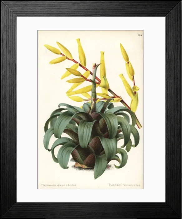 Framed Print : Vriesea saundersii Framed Print : Vriesea saundersii