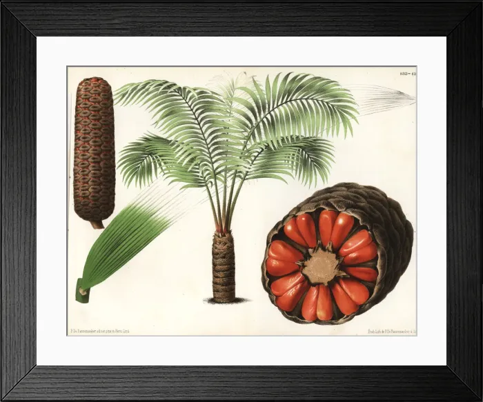 Framed Print : Zamia roezlii Framed Print : Zamia roezlii