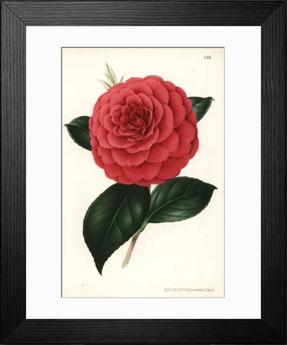 Framed Print : Camellia hybrid, Poldina Vanturi, Camellia japonica Framed Print : Camellia hybrid, Poldina Vanturi, Camellia japonica