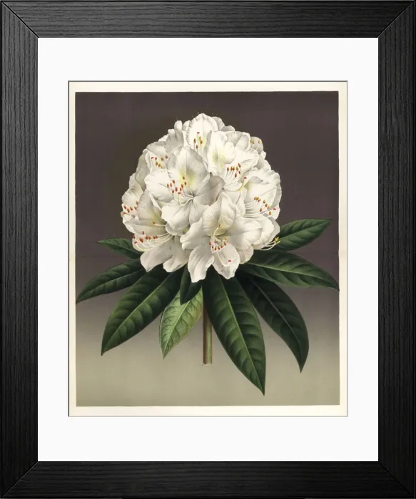 Framed Print : Rhododendron hybridum, Princesse Louise Framed Print : Rhododendron hybridum, Princesse Louise