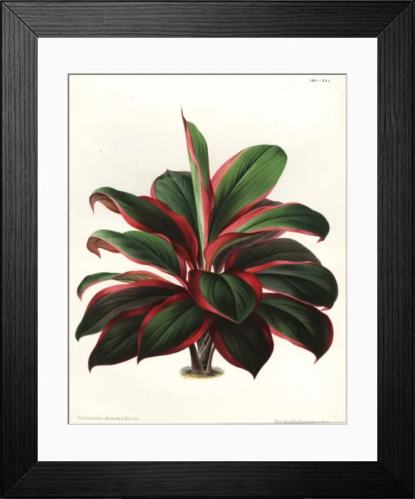 Framed Print : Cabbage palm tree, Cordyline fruticosa Framed Print : Cabbage palm tree, Cordyline fruticosa