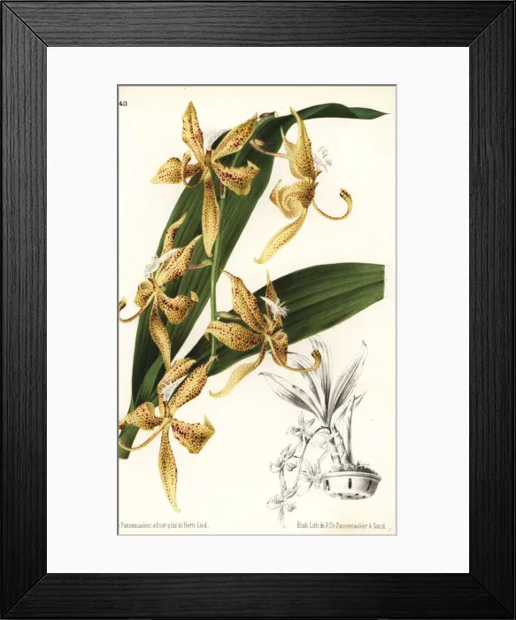 Framed Print : Spotted cycnoches orchid, Cycnoches maculatum Framed Print : Spotted cycnoches orchid, Cycnoches maculatum