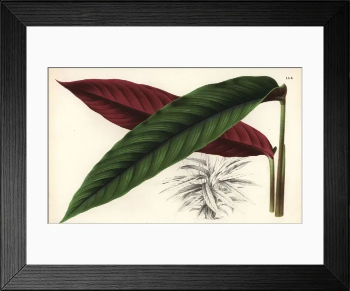 Framed Print : Calathea nigrocostata Framed Print : Calathea nigrocostata