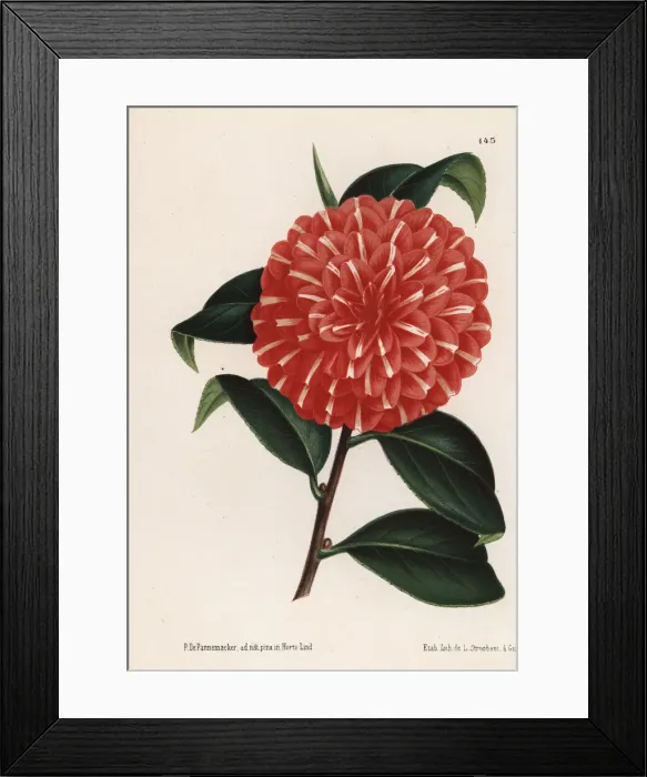 Framed Print : Camellia hybrid, Caprioli, Camellia japonica Framed Print : Camellia hybrid, Caprioli, Camellia japonica