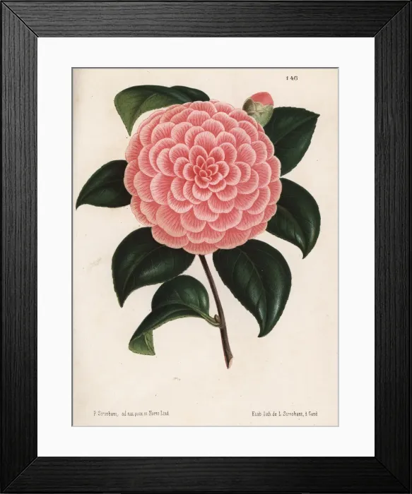 Framed Print : Camellia hybrid, Bertha Giglioli, Camellia japonica Framed Print : Camellia hybrid, Bertha Giglioli, Camellia japonica