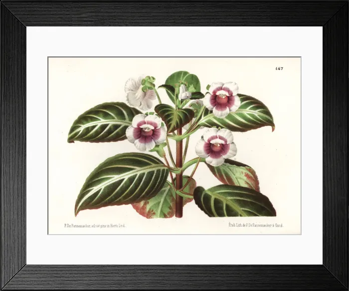 Framed Print : Gloxinella lindeniana Framed Print : Gloxinella lindeniana