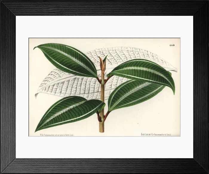 Framed Print : Johnnyberry variety, Miconia pulverulenta Framed Print : Johnnyberry variety, Miconia pulverulenta