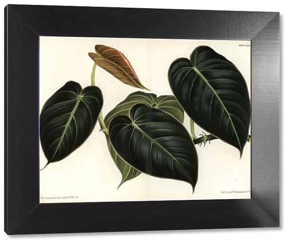 Black gold philodendron, Philodendron melanochrysum