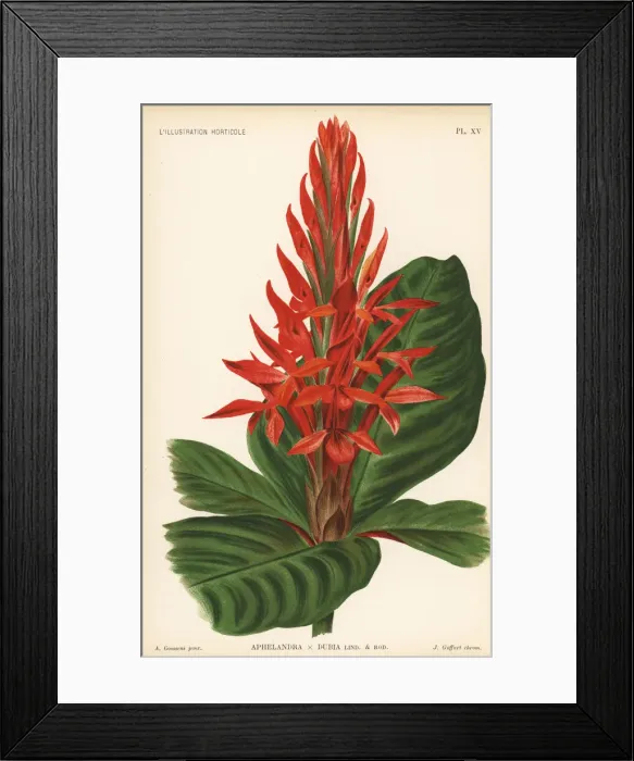 Framed Print : Aphelandra cultivar, Aphelandra x dubia Framed Print : Aphelandra cultivar, Aphelandra x dubia