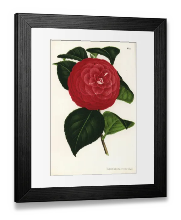 Framed Print : Camellia hybrid, Marchesa Davia, Camellia japonica Framed Print : Camellia hybrid, Marchesa Davia, Camellia japonica
