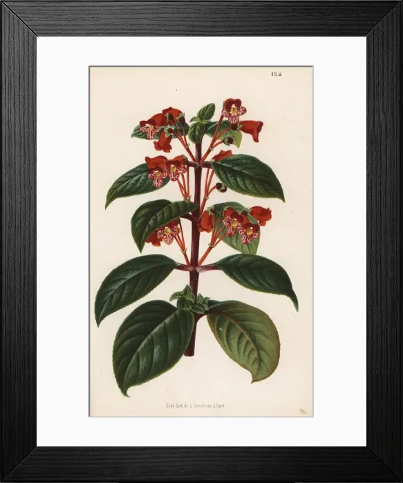 Framed Print : Kohleria inaequalis var. ocellata Framed Print : Kohleria inaequalis var. ocellata