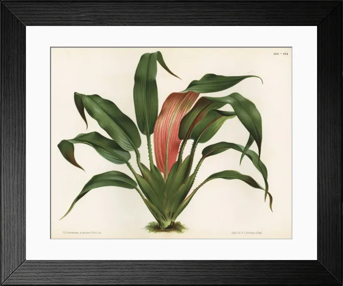 Framed Print : Saxofridericia aculeata Framed Print : Saxofridericia aculeata