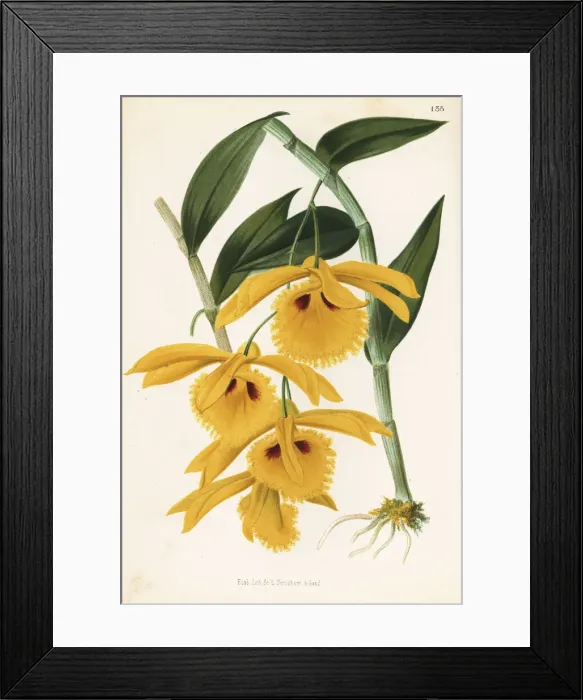 Framed Print : Dendrobium hookerianum orchid Framed Print : Dendrobium hookerianum orchid