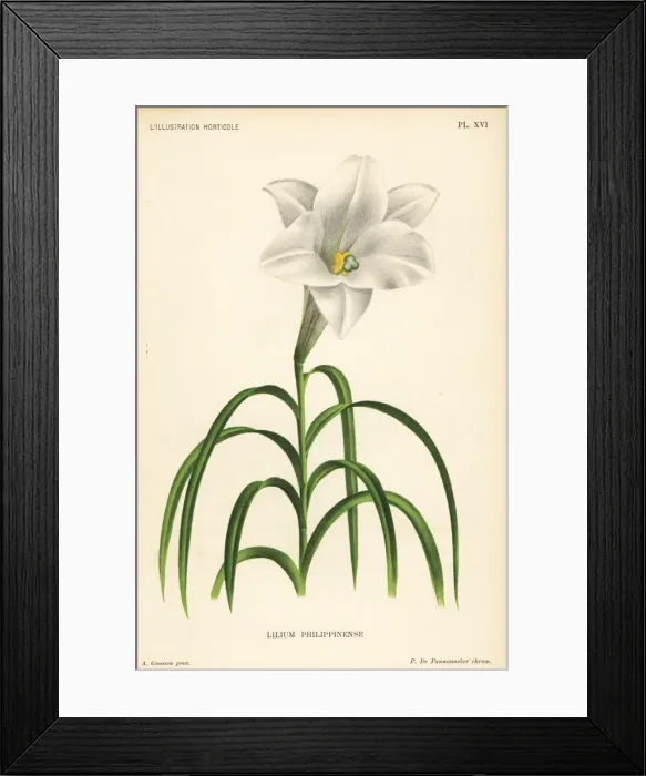 Framed Print : Philippine lily, Lilium philippinense Framed Print : Philippine lily, Lilium philippinense