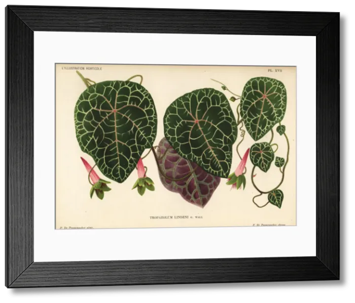 Framed Print : Lindens tropaeolum, Tropaeolum lindenii Framed Print : Lindens tropaeolum, Tropaeolum lindenii