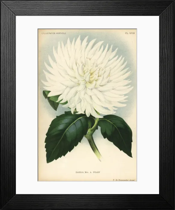 Framed Print : Dahlia hybrid, Mrs. A Peart, the original Framed Print : Dahlia hybrid, Mrs. A Peart, the original