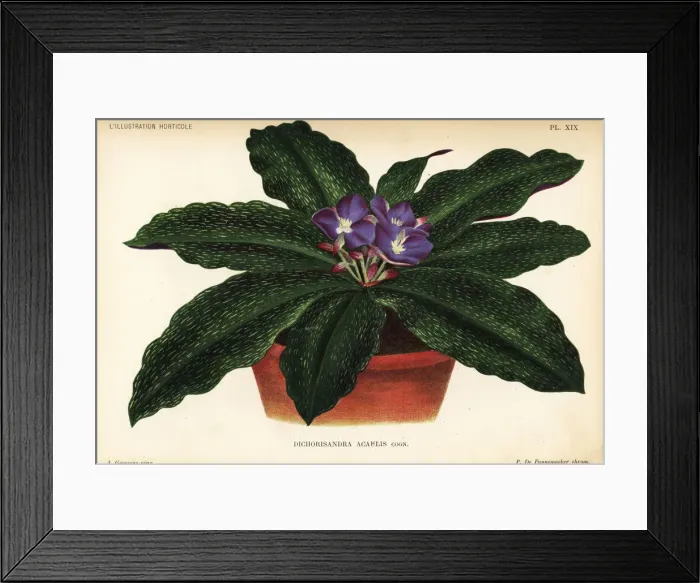 Framed Print : Dichorisandra acaulis in flower pot Framed Print : Dichorisandra acaulis in flower pot