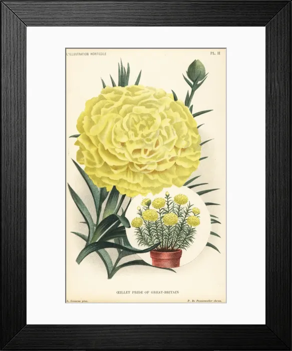 Framed Print : Carnation hybrid, Pride of Great Britain Framed Print : Carnation hybrid, Pride of Great Britain