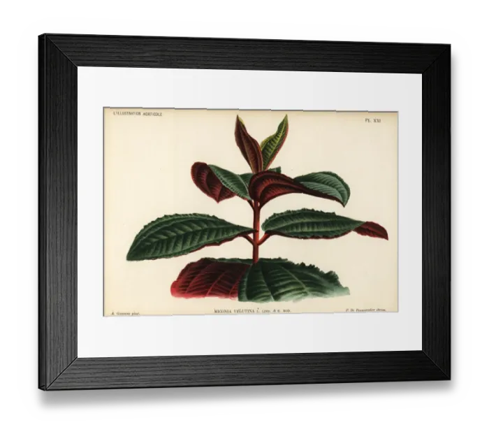 Framed Print : Miconia velutina Framed Print : Miconia velutina