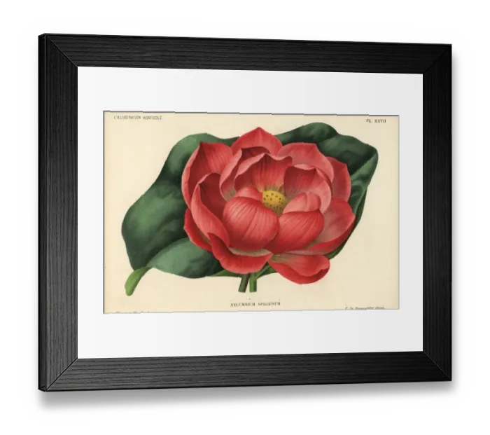 Framed Print : Indian lotus, Nelumbo nucifera Framed Print : Indian lotus, Nelumbo nucifera