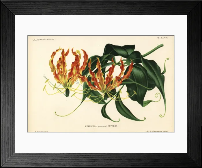 Framed Print : Flame lily, Gloriosa superba Framed Print : Flame lily, Gloriosa superba