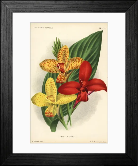Framed Print : Canna cultivars, Canna hybrida Framed Print : Canna cultivars, Canna hybrida