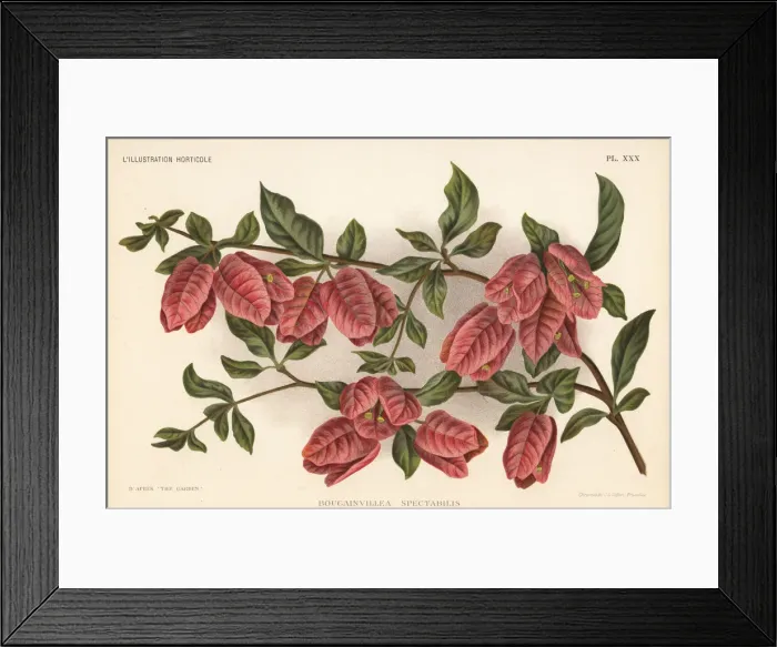Framed Print : Great bougainvillea, Bougainvillea spectabilis Framed Print : Great bougainvillea, Bougainvillea spectabilis