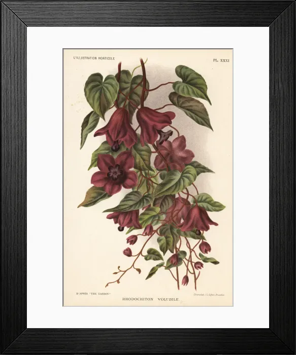 Framed Print : Purple bell vine, Rhodochiton volubile Framed Print : Purple bell vine, Rhodochiton volubile