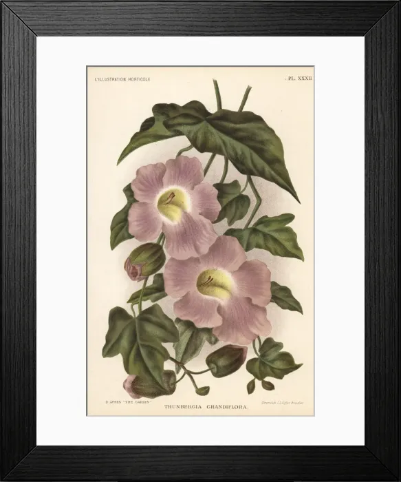 Framed Print : Bengal clockvine, Thunbergia grandiflora Framed Print : Bengal clockvine, Thunbergia grandiflora