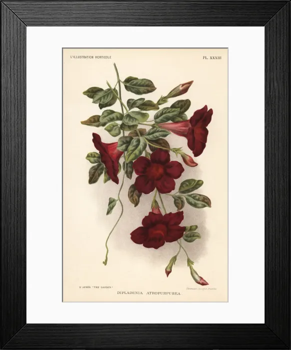 Framed Print : Rocktrumpet, Mandevilla atroviolacea Framed Print : Rocktrumpet, Mandevilla atroviolacea