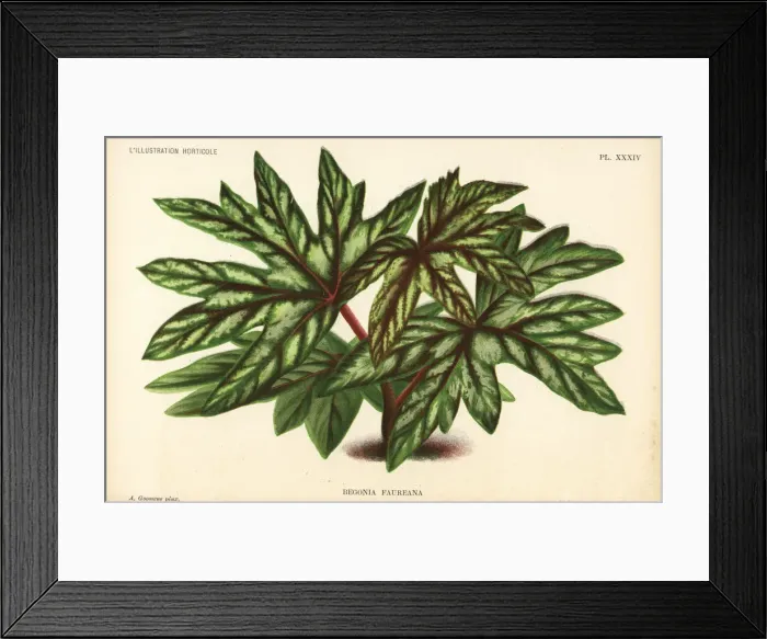 Framed Print : Begonia aconitifolia Framed Print : Begonia aconitifolia