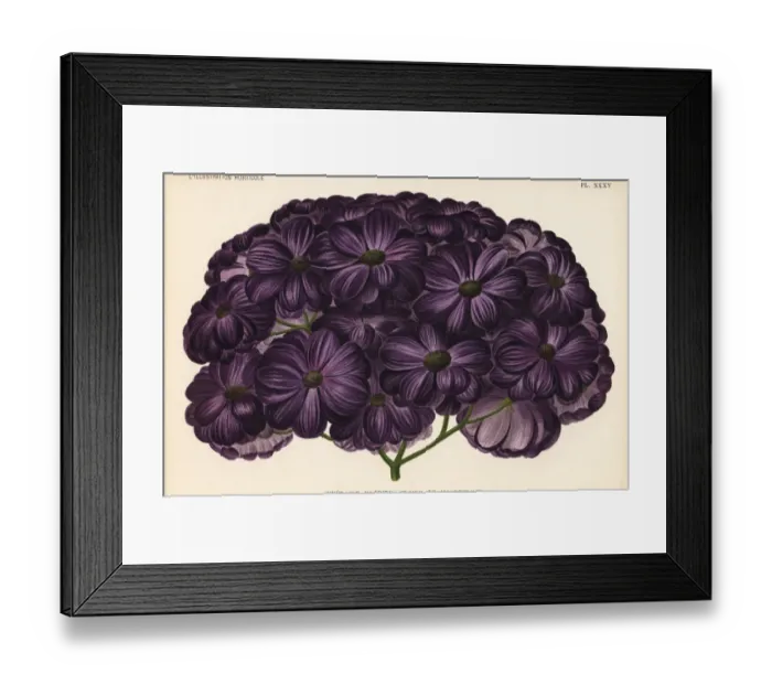 Framed Print : Gloire de Moortebeek, Pericallis cruenta hybrid Framed Print : Gloire de Moortebeek, Pericallis cruenta hybrid