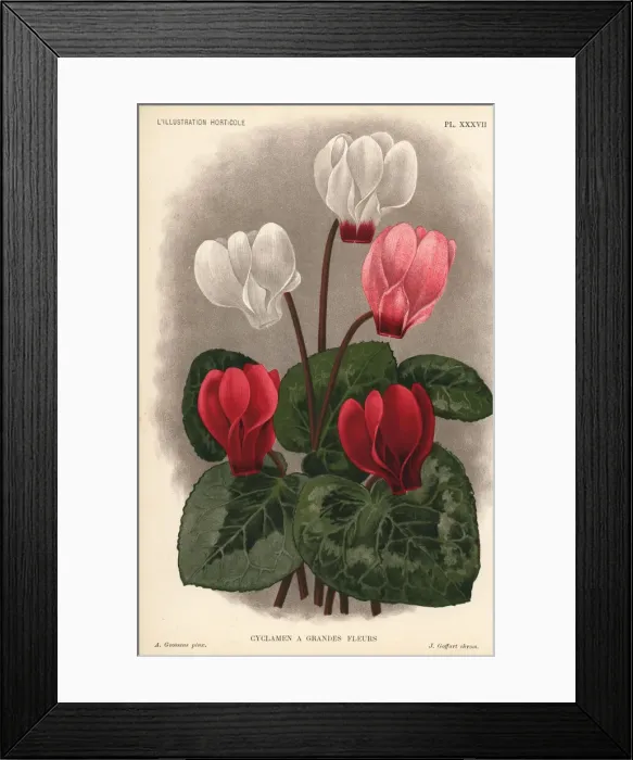 Framed Print : Large flowered cyclamen hybrid, Cyclamen purpurascens Framed Print : Large flowered cyclamen hybrid, Cyclamen purpurascens