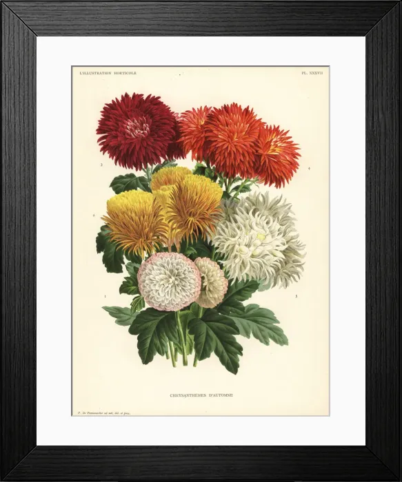 Framed Print : Autumn chrysanthemum hybrids Framed Print : Autumn chrysanthemum hybrids
