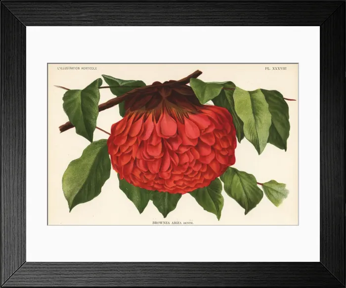 Framed Print : Brownea ariza Framed Print : Brownea ariza