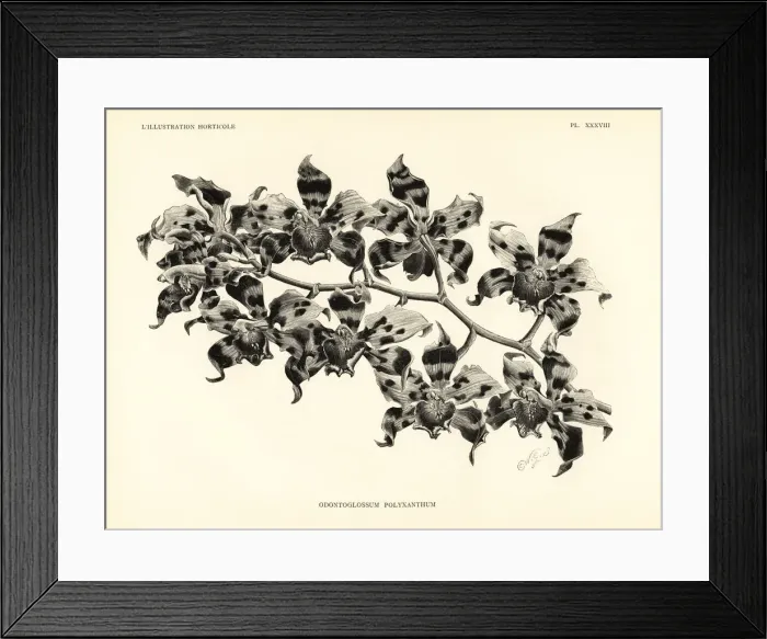 Framed Print : Kegels odontoglossum orchid, Oncidium kegeljani Framed Print : Kegels odontoglossum orchid, Oncidium kegeljani