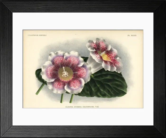Framed Print : Large-flowered gloxinia hybrid, Gloxinia hybrida grandiflora Framed Print : Large-flowered gloxinia hybrid, Gloxinia hybrida grandiflora