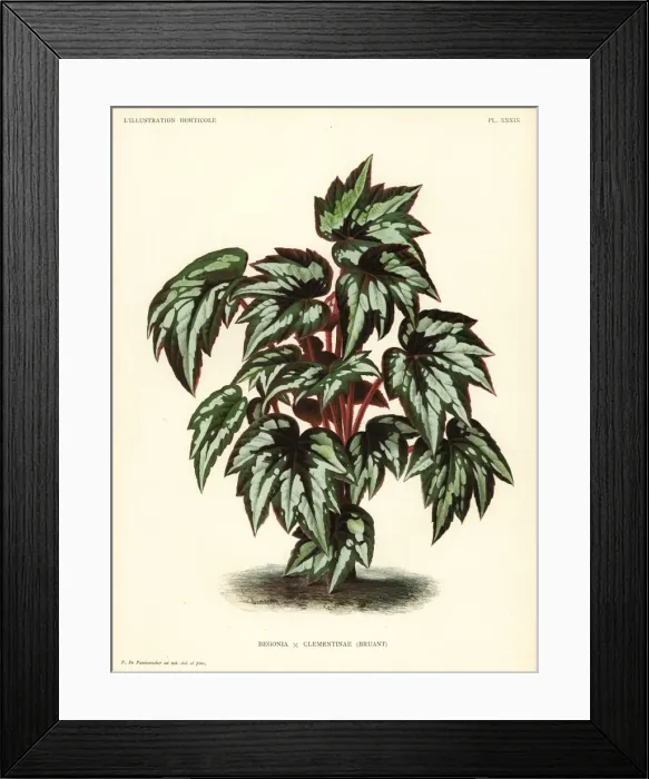Framed Print : Princess Clementines begonia, Begonia clementinae Framed Print : Princess Clementines begonia, Begonia clementinae