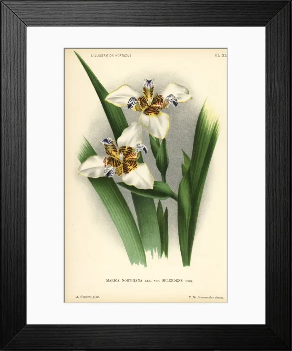 Framed Print : Norths false flag, Neomarica northiana Framed Print : Norths false flag, Neomarica northiana
