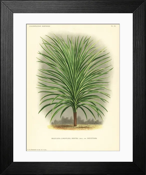 Framed Print : Mountain cabbage tree, Cordyline indivisa Framed Print : Mountain cabbage tree, Cordyline indivisa
