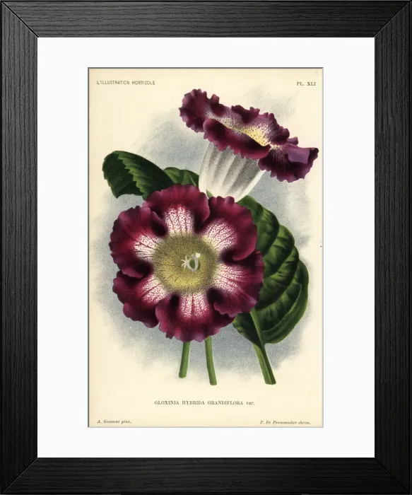 Framed Print : Large-flowered gloxinia hybrid, Gloxinia hybrida grandiflora Framed Print : Large-flowered gloxinia hybrid, Gloxinia hybrida grandiflora