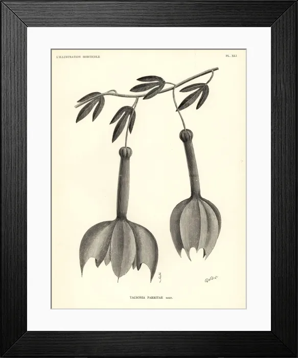 Framed Print : Passiflora parritae passionflower (critically endangered) Framed Print : Passiflora parritae passionflower (critically endangered)
