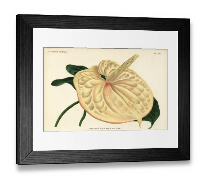 Framed Print : Flamingo flower, new hybrid, Anthurium salmoneum Framed Print : Flamingo flower, new hybrid, Anthurium salmoneum