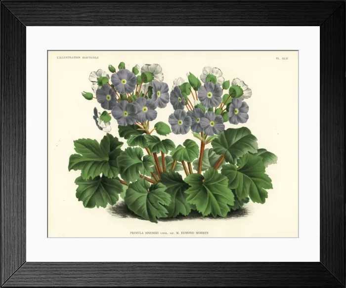 Framed Print : Morrens Chinese primrose cultivar, Primula Framed Print : Morrens Chinese primrose cultivar, Primula