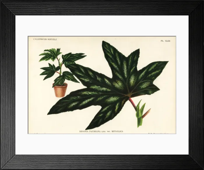 Framed Print : Begonia aconitifolia Framed Print : Begonia aconitifolia