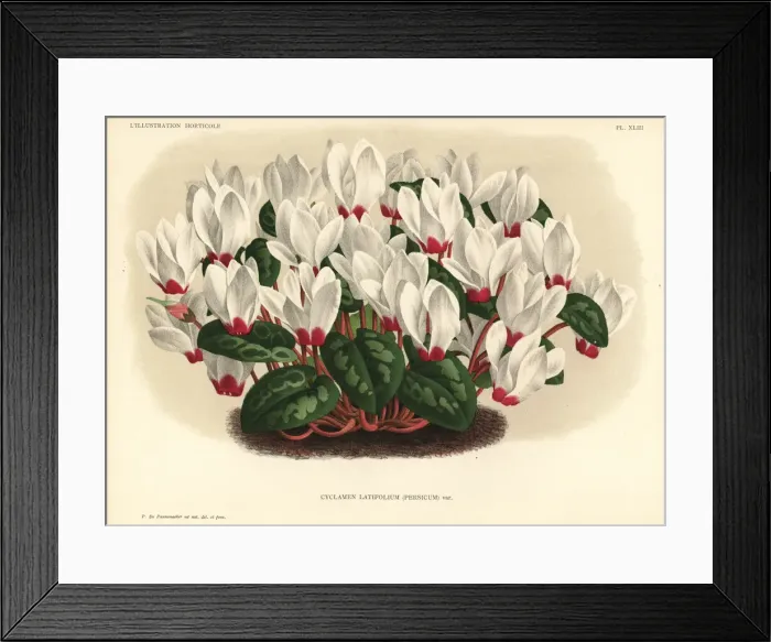 Framed Print : Persian cyclamen, Cyclamen persicum Framed Print : Persian cyclamen, Cyclamen persicum