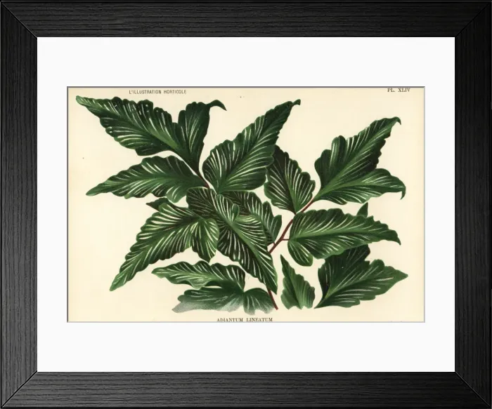 Framed Print : Unknown fern species, Adiantum lineatum Framed Print : Unknown fern species, Adiantum lineatum