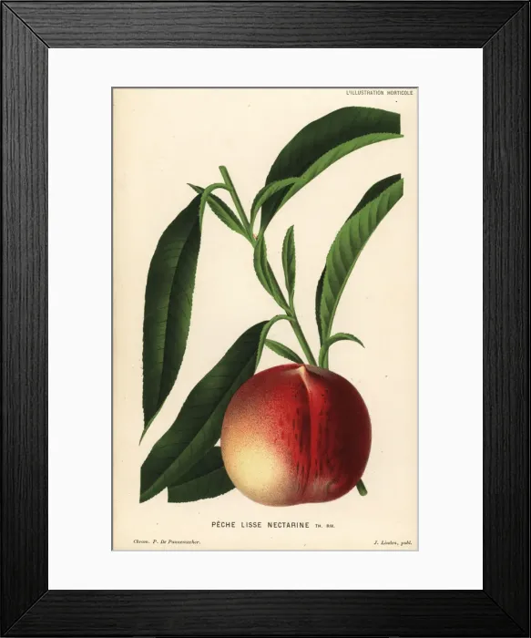 Framed Print : Nectarine peach, Prunus persica Framed Print : Nectarine peach, Prunus persica