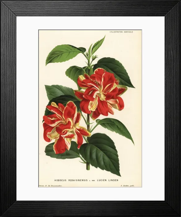 Framed Print : Lucien Linden variety of Chinese hibiscus Framed Print : Lucien Linden variety of Chinese hibiscus