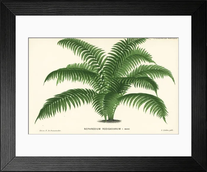 Framed Print : Unresolved fern species Framed Print : Unresolved fern species